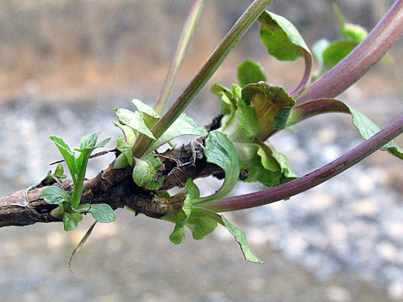 Valeriana tripteris L. / Valeriana trifogliata